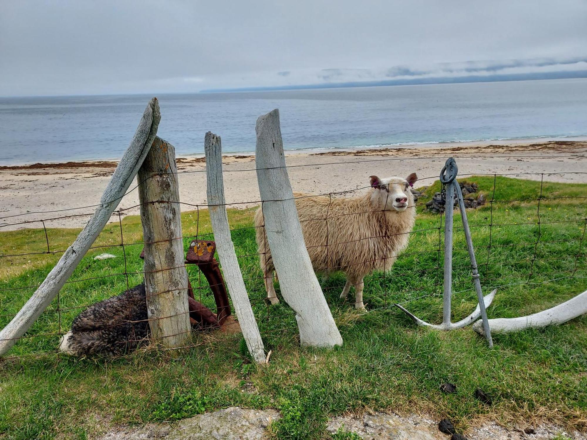 Haenuvik Cottages Hnjotur エクステリア 写真